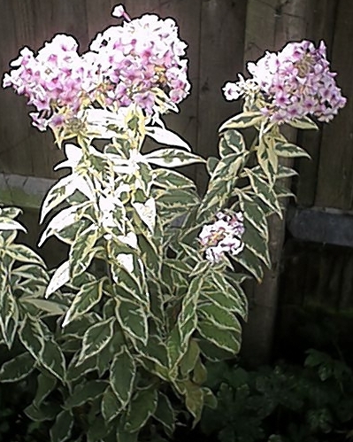 Phlox (27 July)